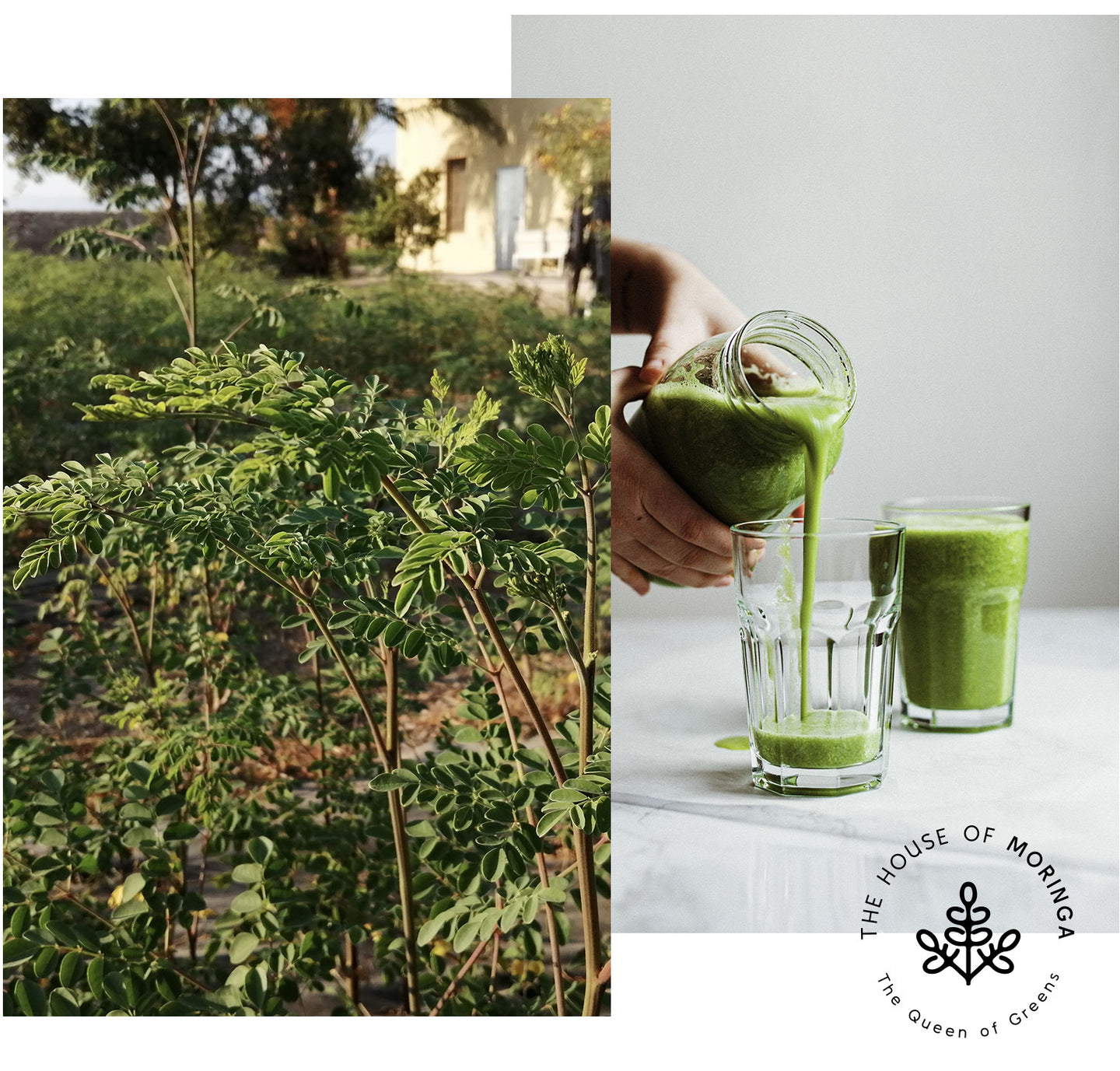 Moringa leaves are harvested from the Moringa Oleifera tree, known for being the most nutrient-dense plant on the planet. Every part of the tree has incredible healing properties. Traditional knowledge on the extensive benefits of moringa is ancient.